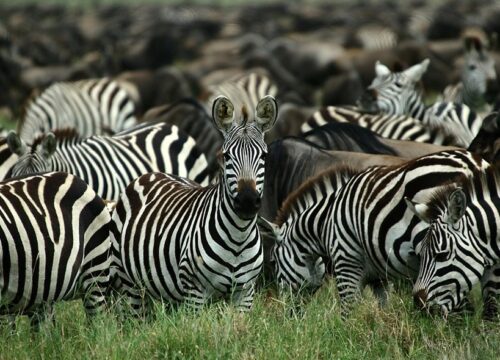 8-Day Luxury Private Safari – Northern Tanzania.