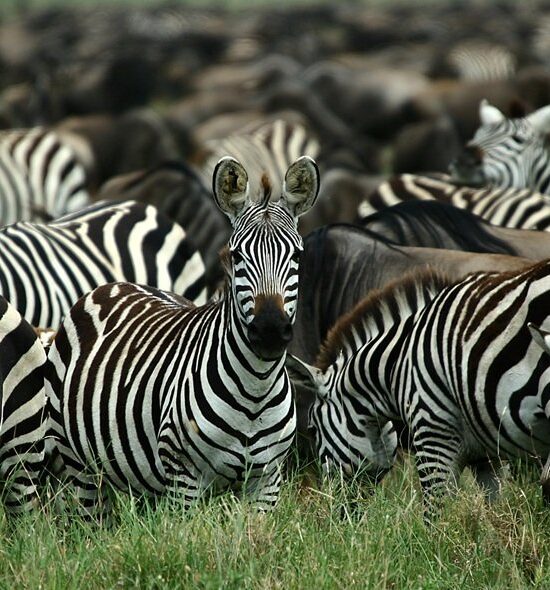 8-Day Luxury Private Safari – Northern Tanzania.