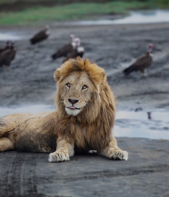 Ultimate 5 Days Tanzania Safari Guide