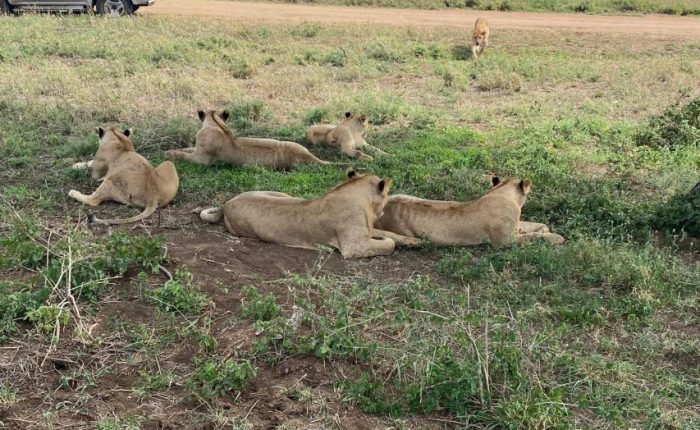 Serengeti-usambara-mountains