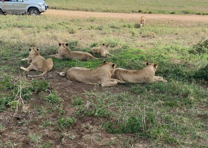 Serengeti-usambara-mountains