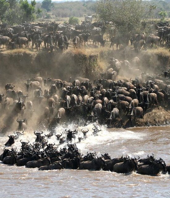 The Great Wildebeest Migration