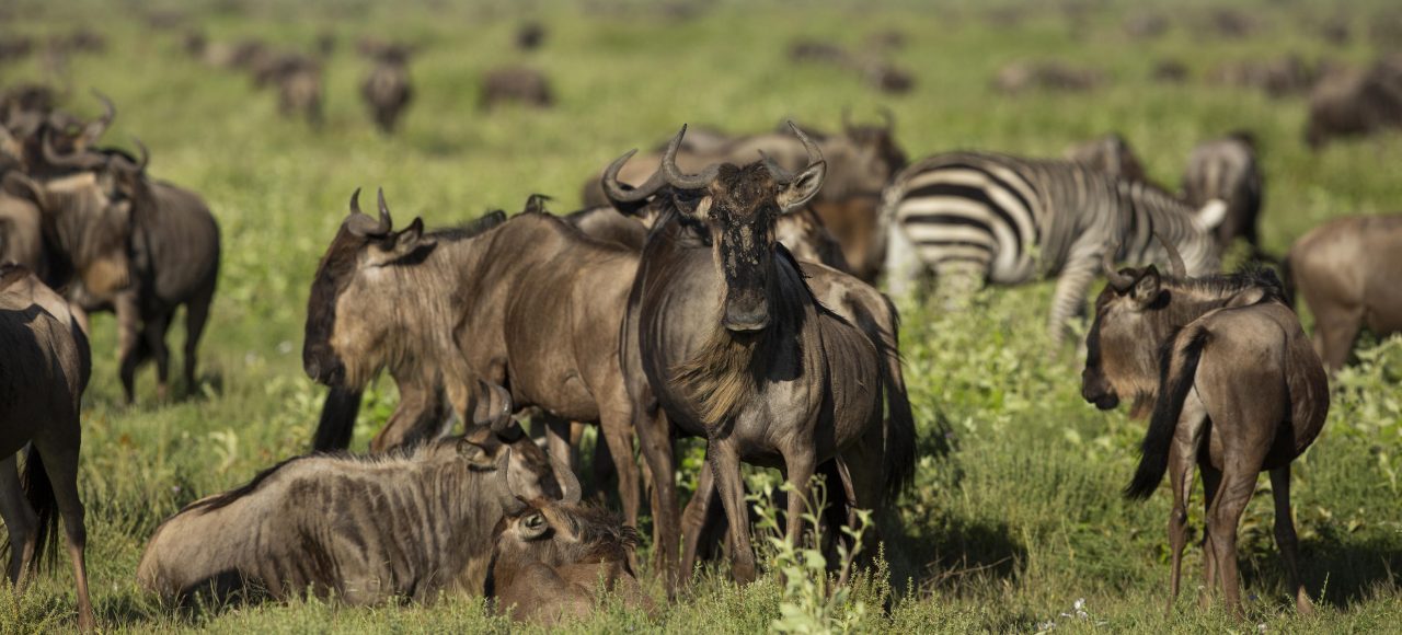 Wildebeest migration safari