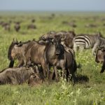 Wildebeest migration safari