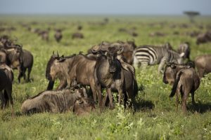 Wildebeest migration safari