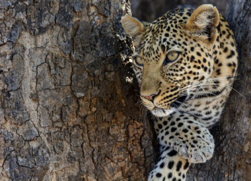 3 Days Serengeti and Ngorongoro Crater
