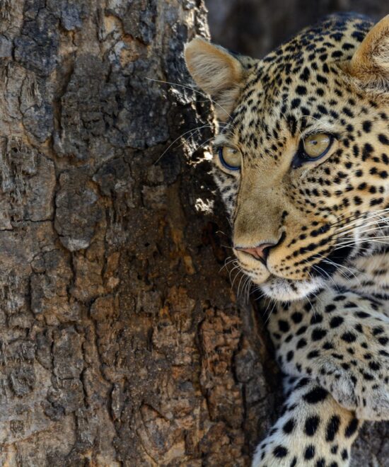 3 Days Serengeti and Ngorongoro Crater