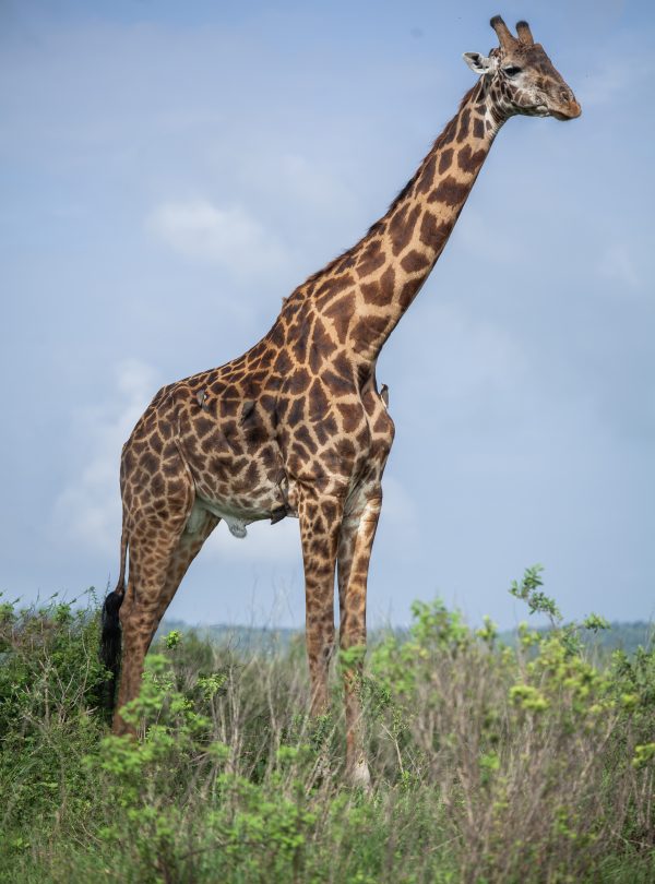 Masai giraffe in Serengeti National Park on a wildlife safari in Tanzania.