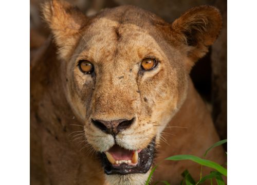 6 Days Tanzania Luxury safari