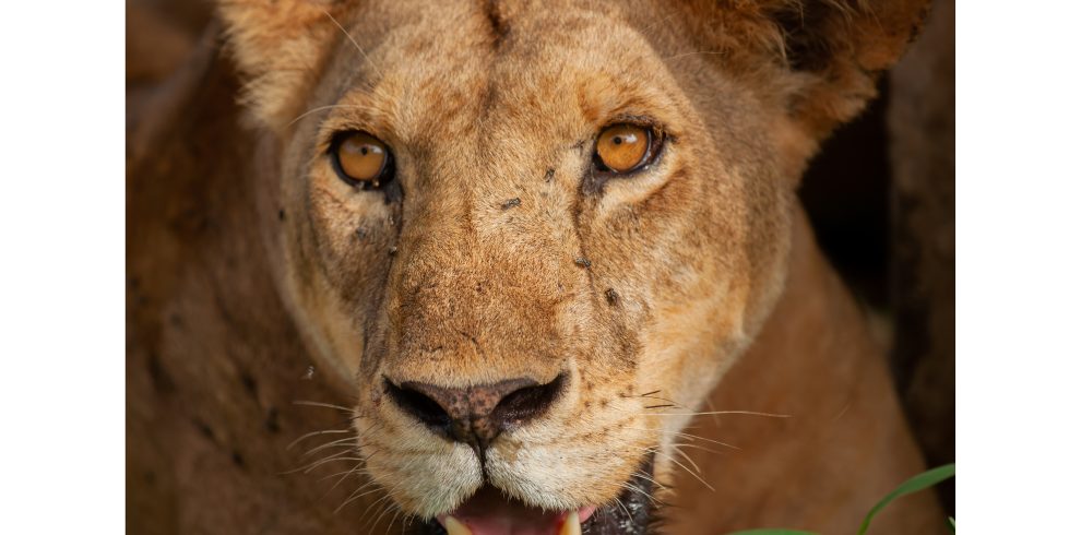 Ngorongoro Crater Tanzania wildlife safari
