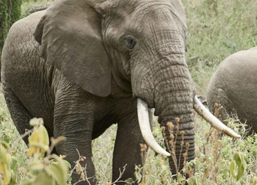 2 Days Tarangire & Ngorongoro Crater