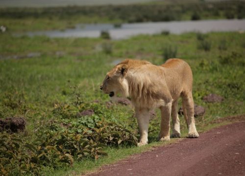 Ngorongoro Crate Day Trip