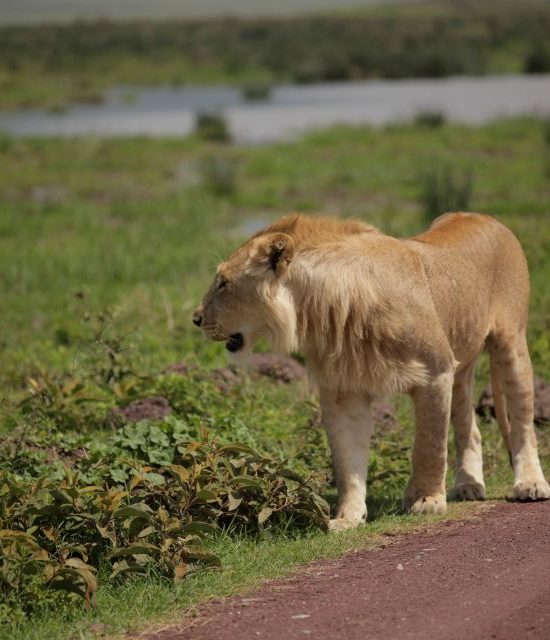Serengeti Safari Guide