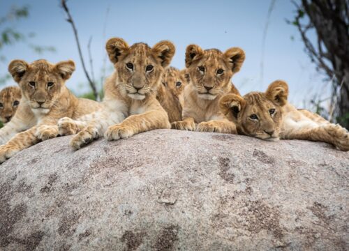 6-Day Tanzania Safari From Namanga