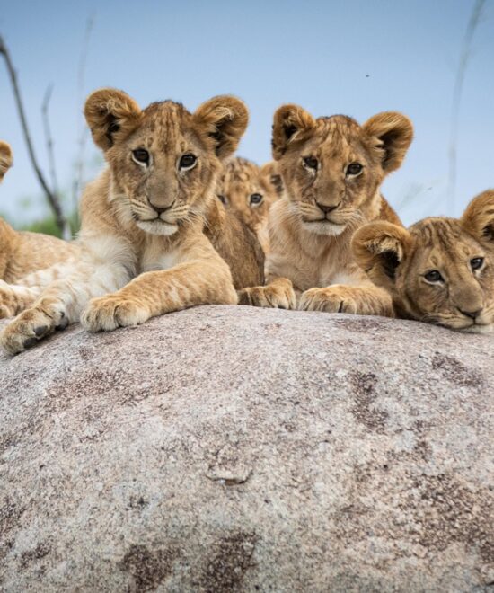 6-Day Tanzania Safari From Namanga