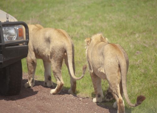 4-Day Wildebeest Calving Safari in Ndutu
