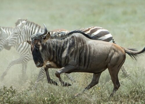 8 Days | Tanzania Luxury Safari Ndutu Calving Experience