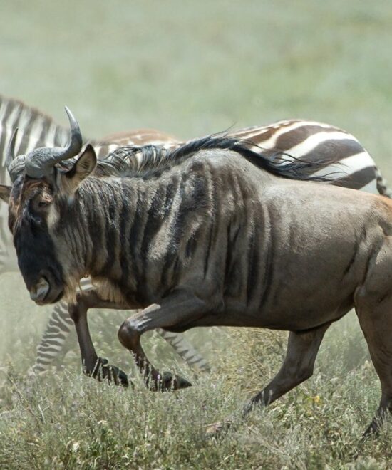 8 Days | Tanzania Luxury Safari Ndutu Calving Experience