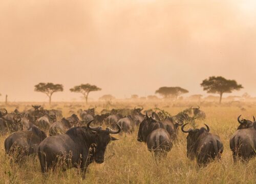 6-Day Tanzania Mid-Range Safari – Tarangire, Ngorongoro, Serengeti & Lake Natron5 Day Serengeti And Ngorongoro