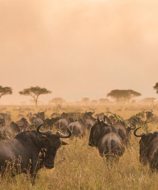 5-Day Calving Season Tanzania Safari