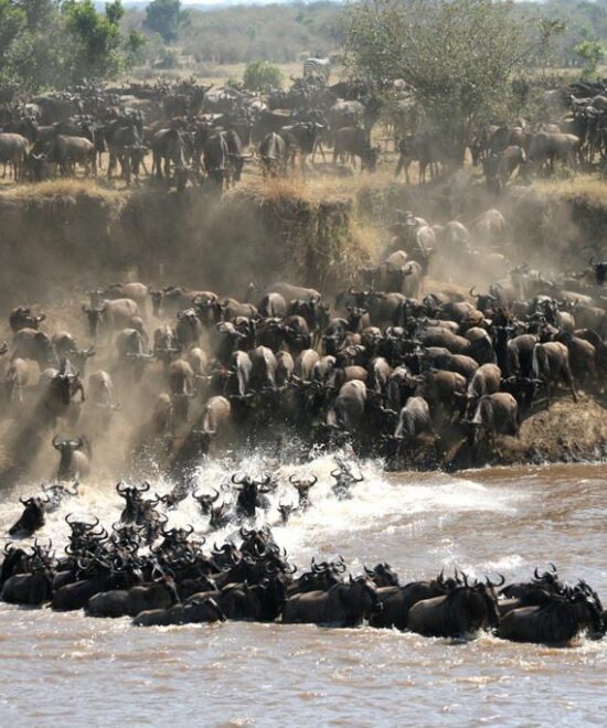 08-Day Serengeti Migration & River Crossing