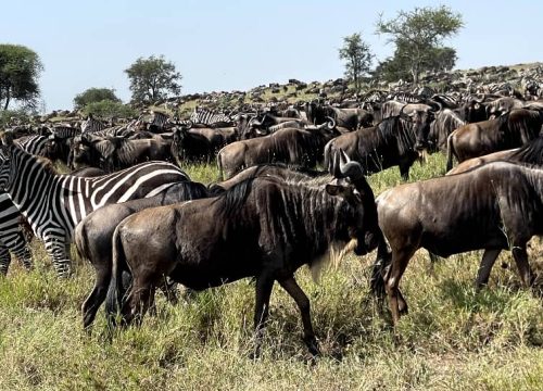 5 Days | Safari From Zanzibar