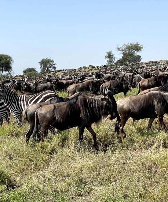 5 Days | Safari From Zanzibar