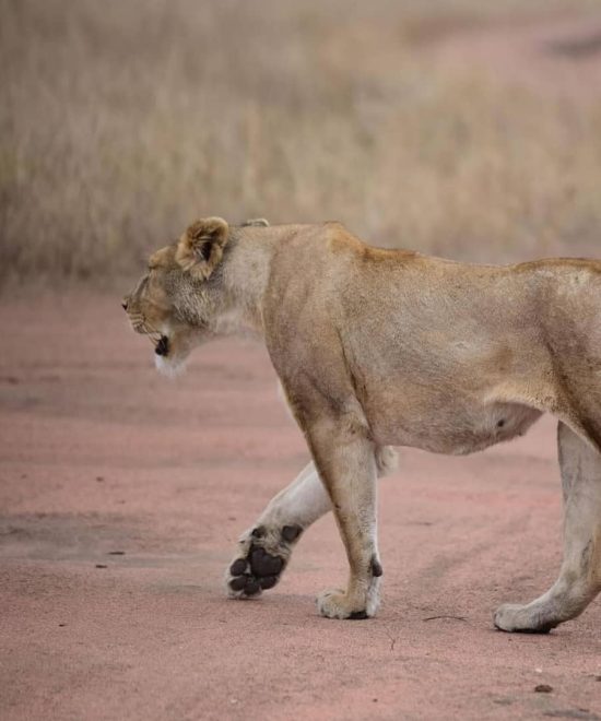 8 Days | Classic Tanzania Safari in Timeless Luxury