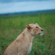 Big Five wildlife on 8-Day Tanzania Safari luxury tour