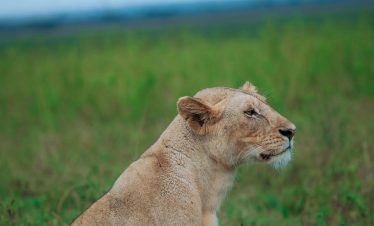 Big Five wildlife on 8-Day Tanzania Safari luxury tour