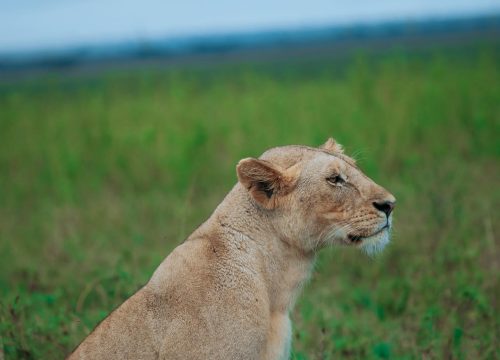 3 Days Serengeti and Ngorongoro from Zanzibar