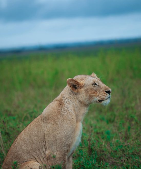 3 Days Serengeti and Ngorongoro from Zanzibar