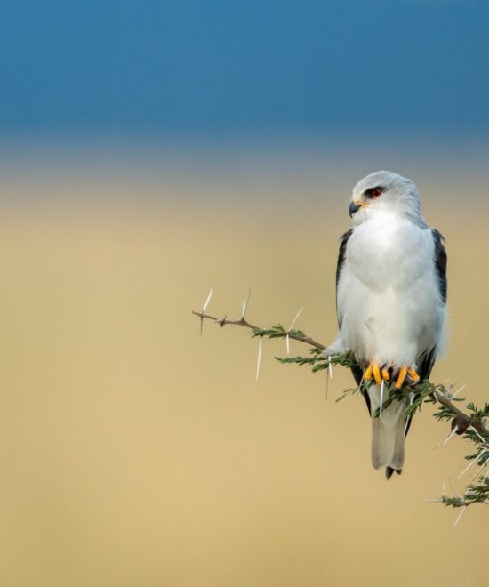 Nyerere National Park from Zanzibar