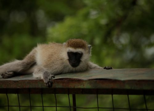 Arusha National Park Canoeing Safari Adventure