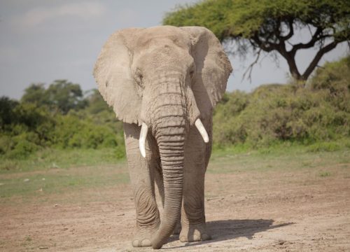 3 Days Serengeti safari from zanzibar