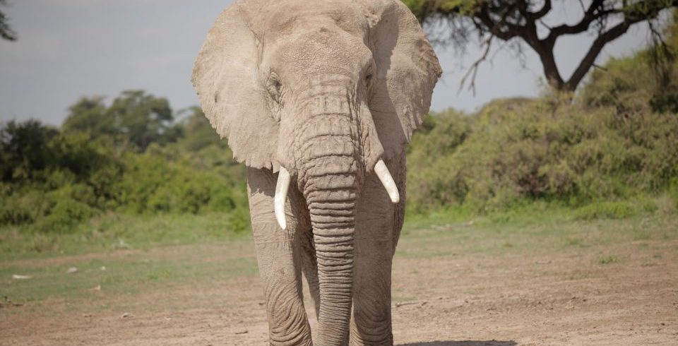 An Elephant