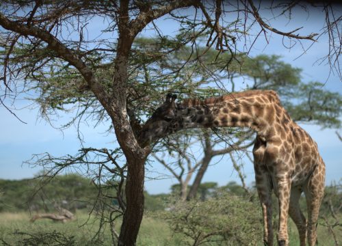 2 Days Tarangire & Ngorongoro Crater from zanzibar