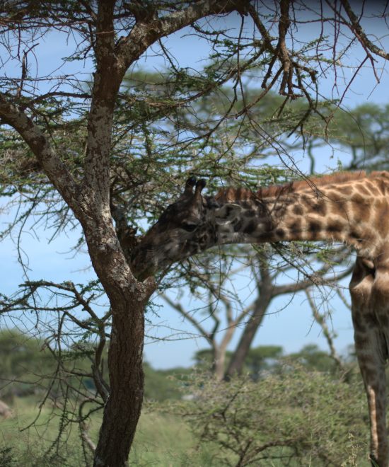 2 Days Tarangire & Ngorongoro Crater from zanzibar