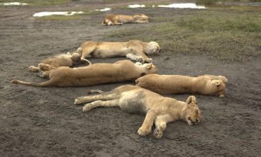 Lion