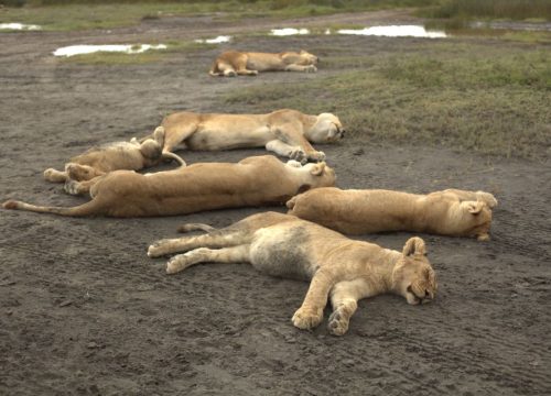 5-Day Luxury Tanzania Safari