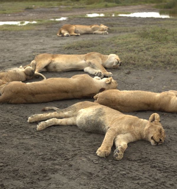 Lion