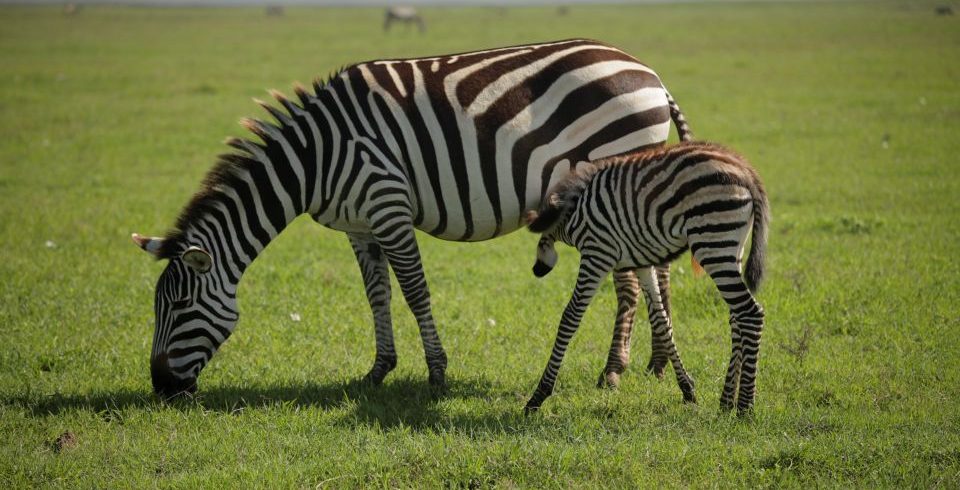 zebra with calf