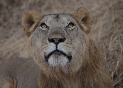 5-Day Southern Tanzania Safaris