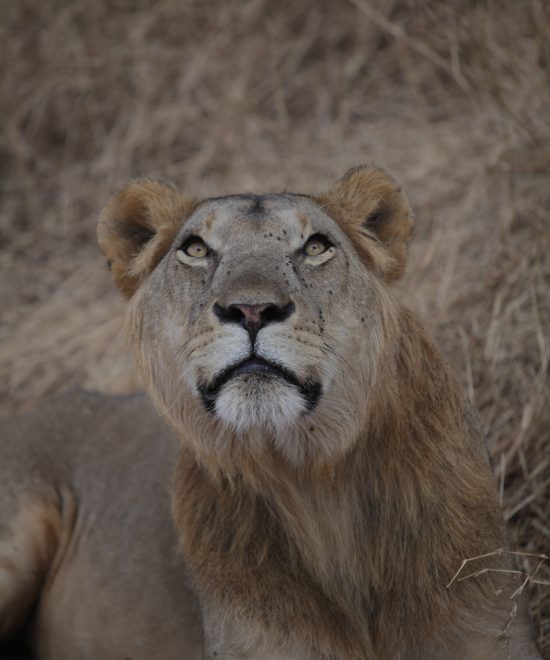 5-Day Southern Tanzania Safaris