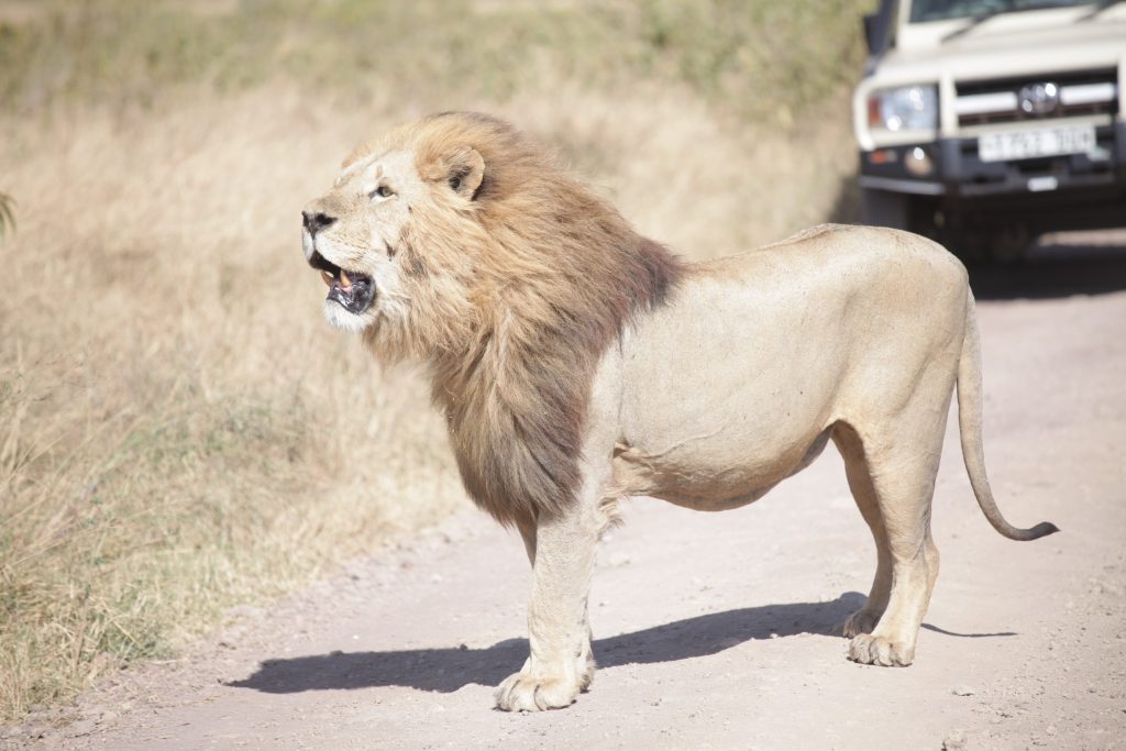 Lion at Serengeti national park