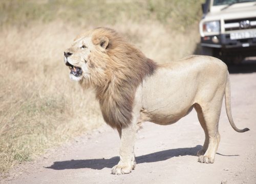 Calvin season safari – from Zanzibar
