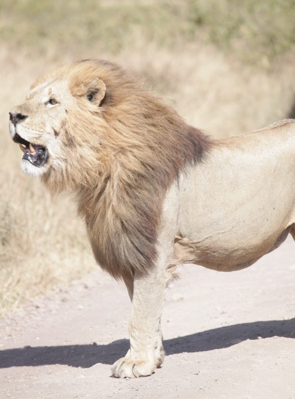Big Five wildlife spotting during a 5-day fly-in Southern Serengeti safari from Zanzibar
