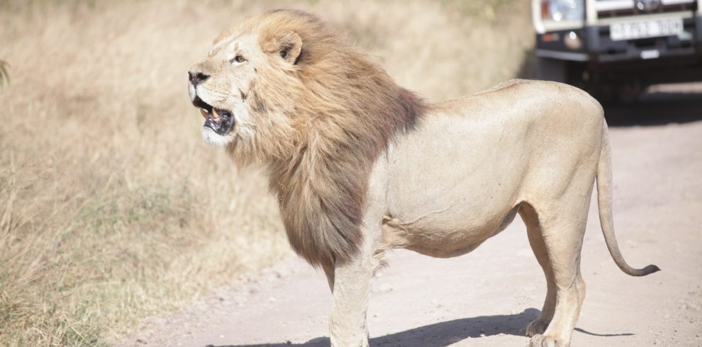 Lion at Serengeti national park