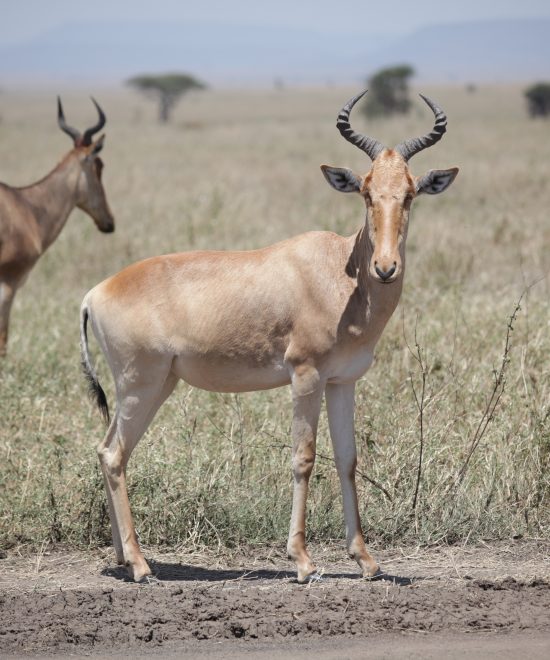9 Days Tanzania Safari & Zanzibar Holiday