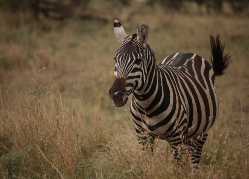 10-Day Romantic Tanzania Safari & Zanzibar Escape